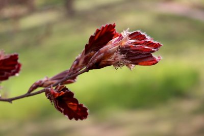 Fagus sylvatica 'Tricolor' - buk lesní - květ a list jaro02 117